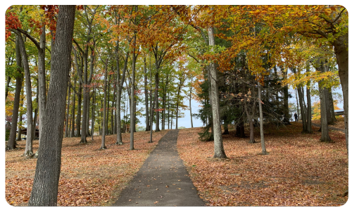 A path through the woods.